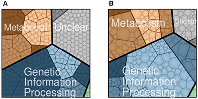 Kinetic Modeling of the Genetic Information Processes in a Minimal Cell